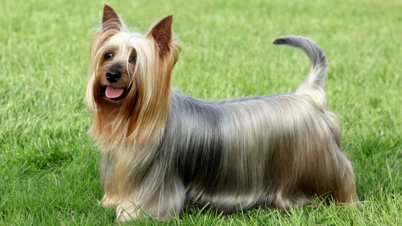 Silky Terrier