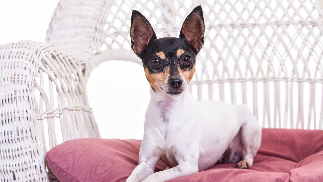 Toy Fox Terrier