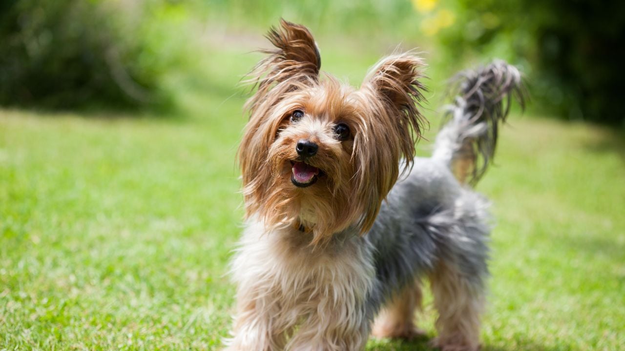 Toy Fox Terrier