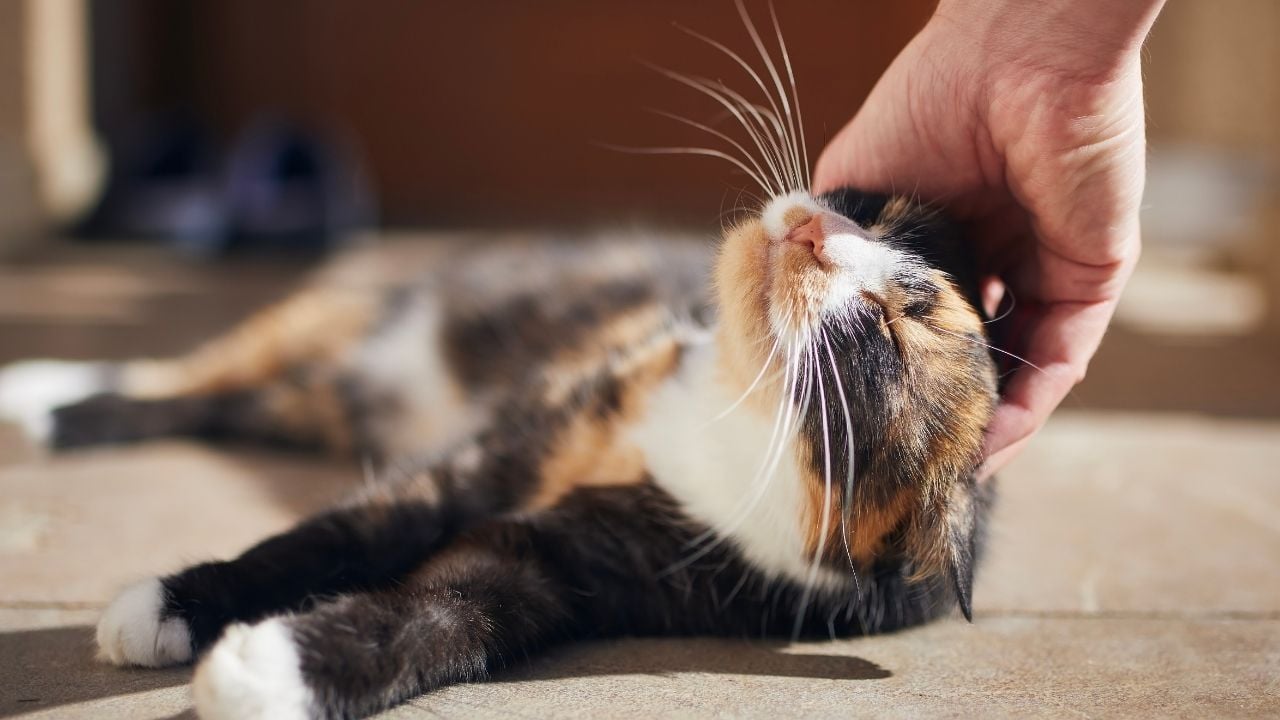 okşanan Calico Kedi 