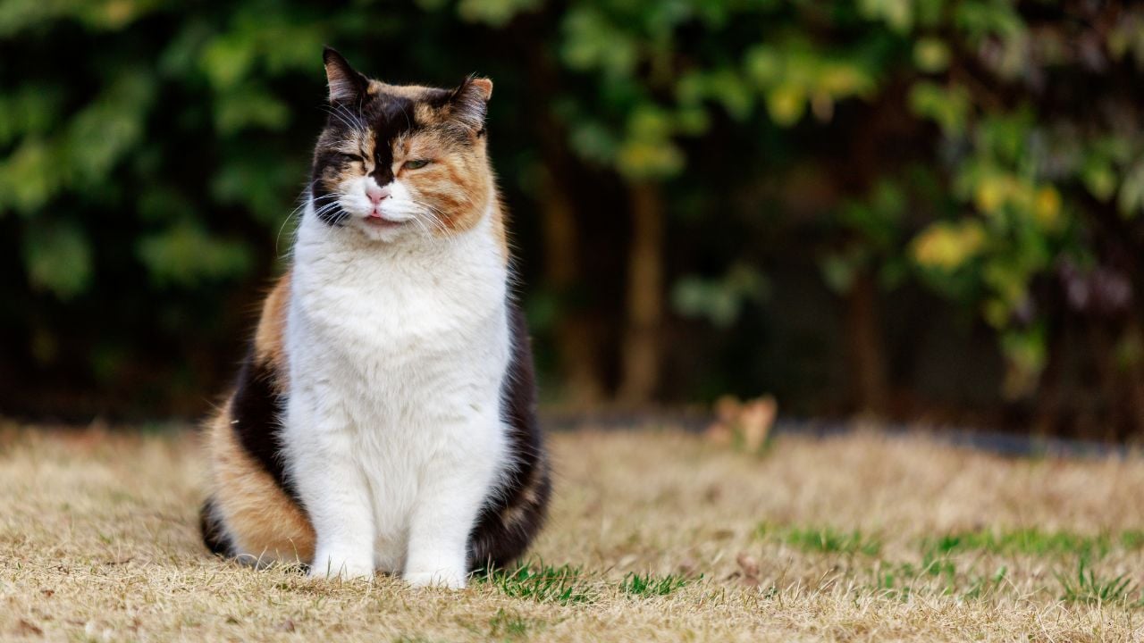 şişman bir calico kedi