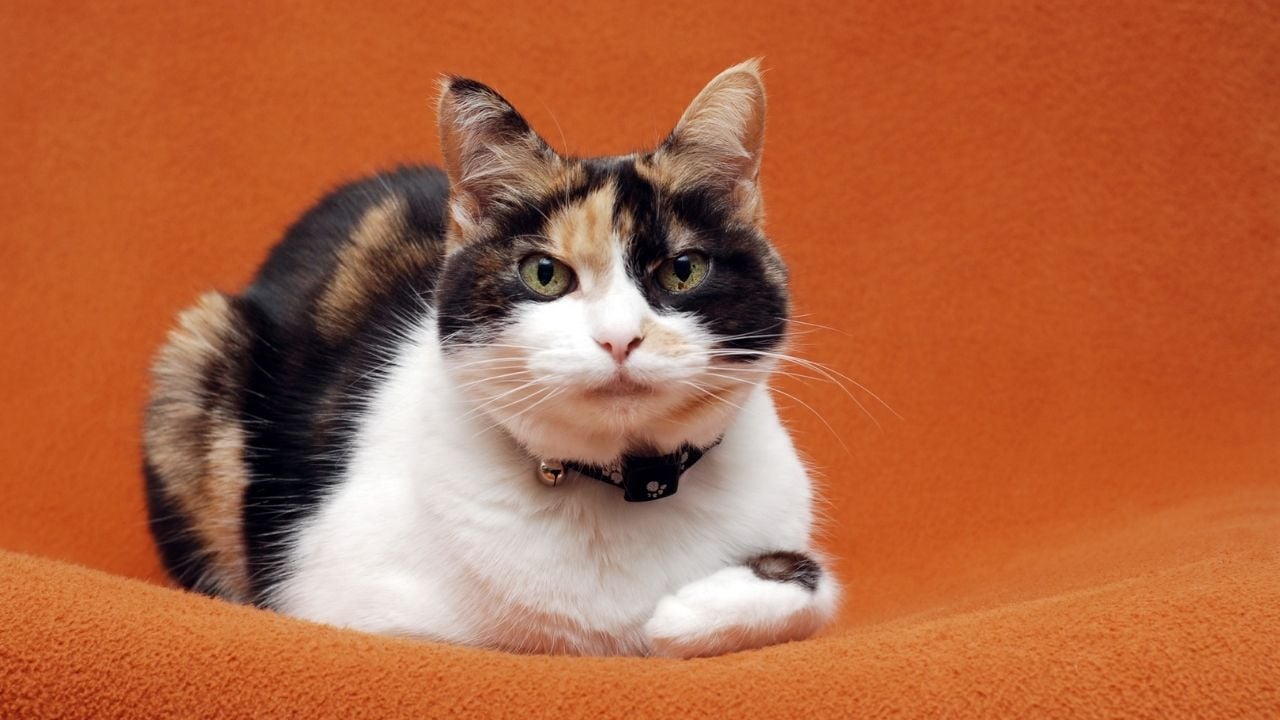 turuncu arka planda calico kedi