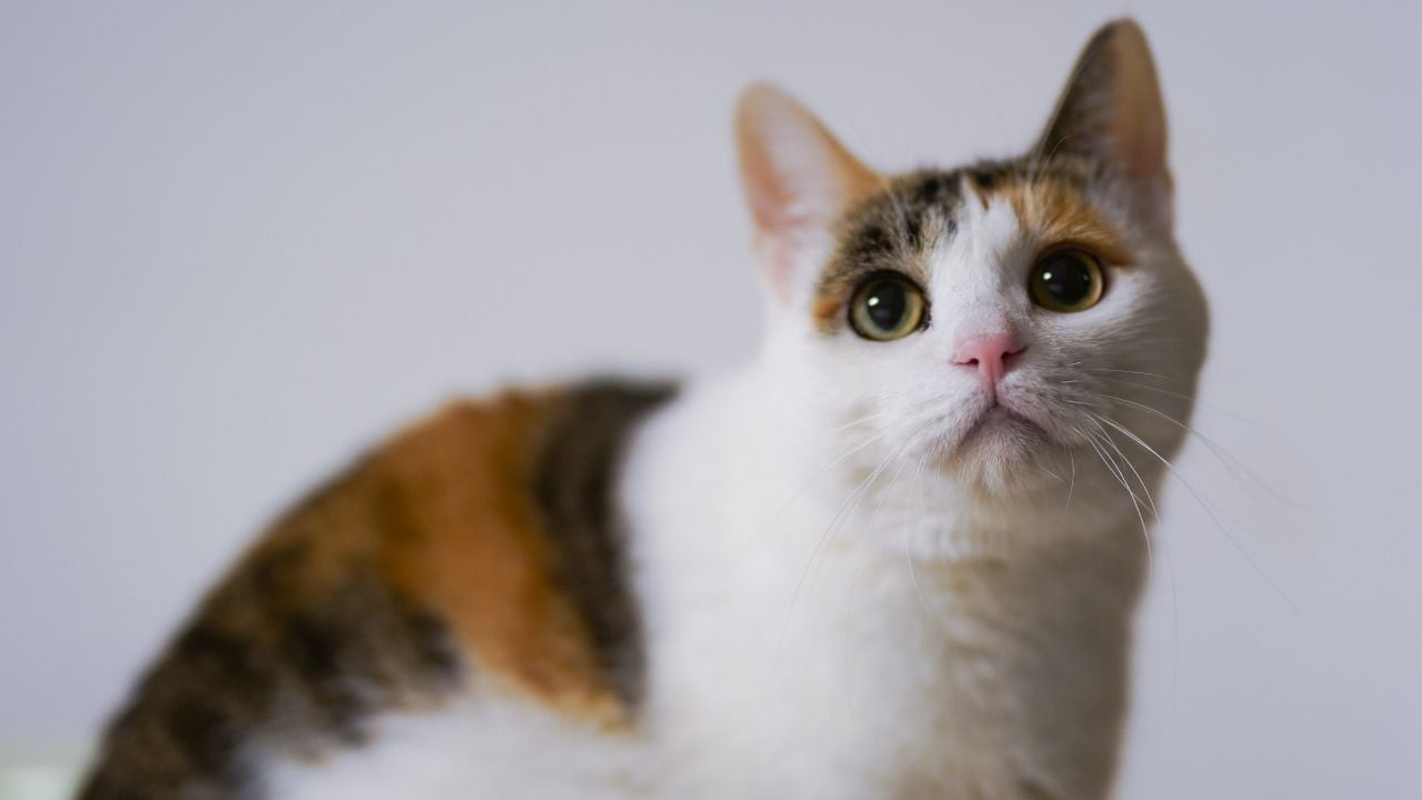 iri gözlü sevimli bir calico kedi