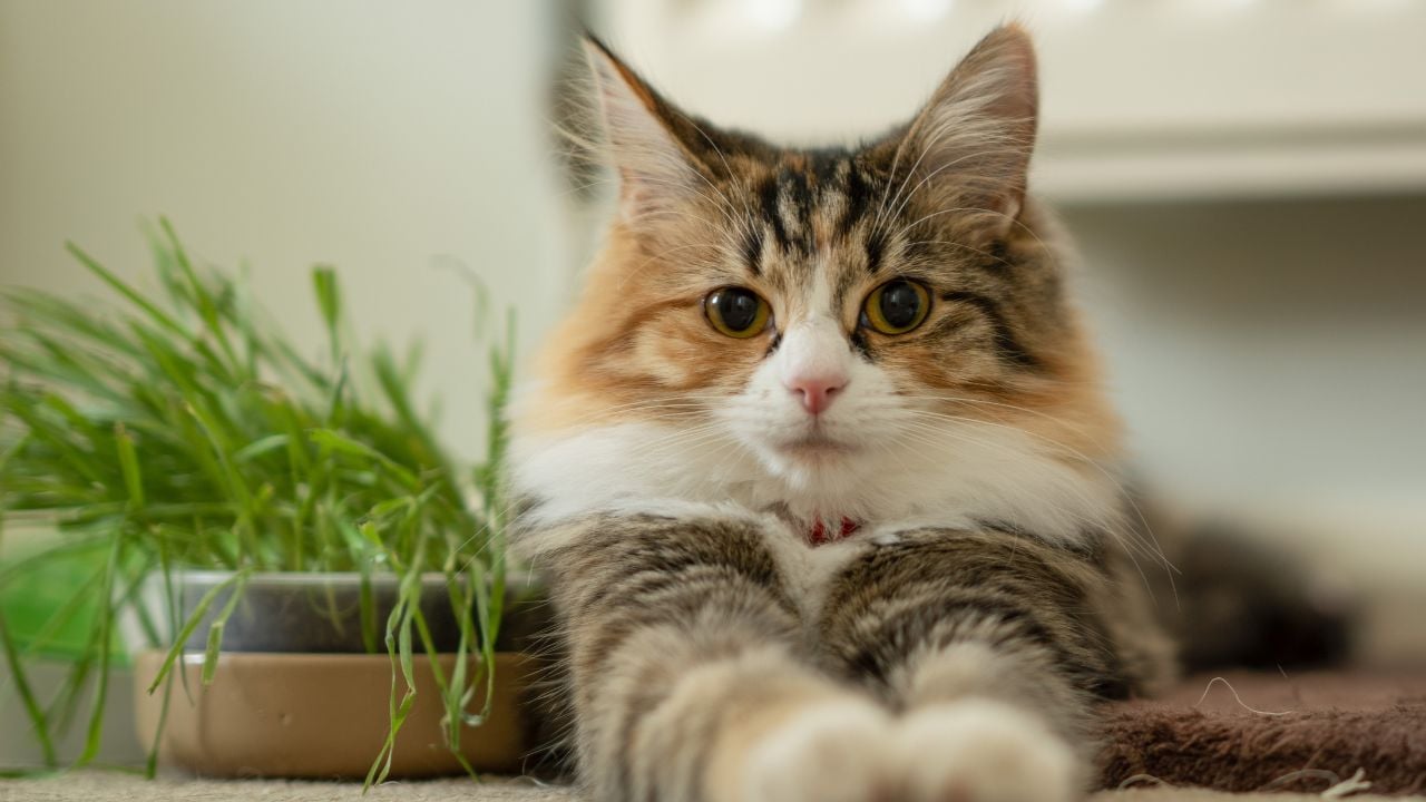 uzun tüylü bir calico kedi