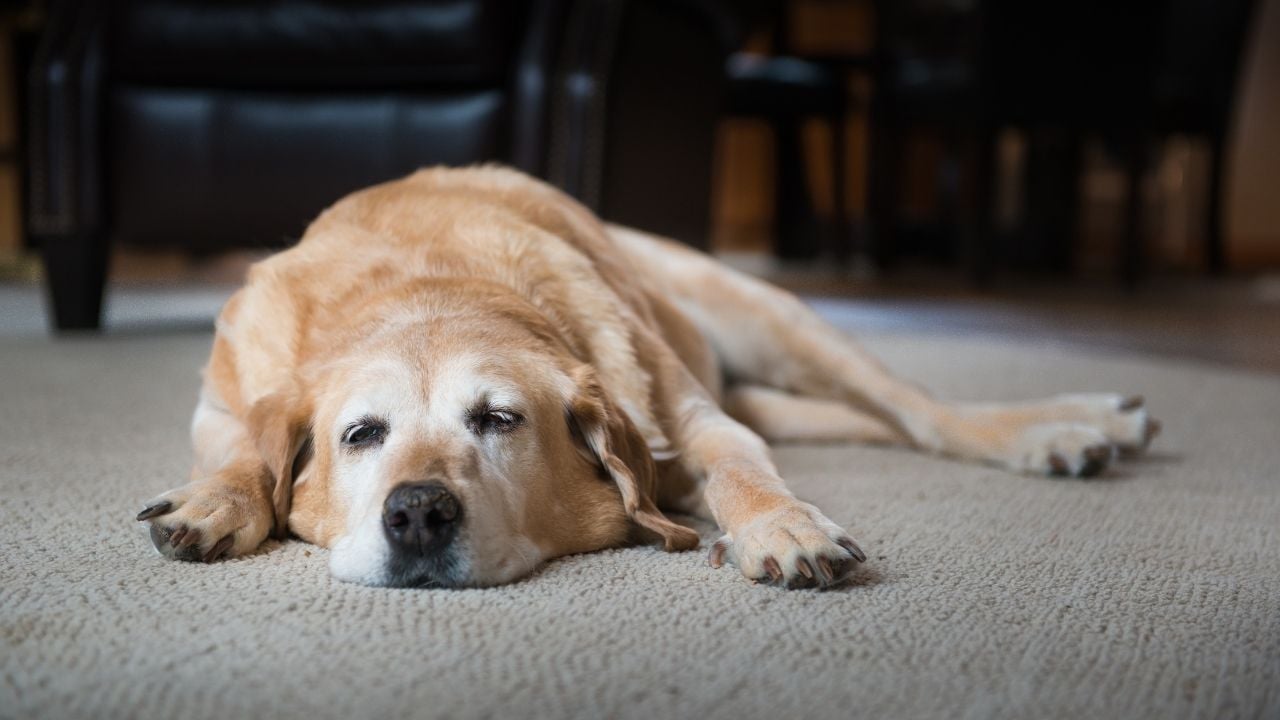üzgün bir golden köpek