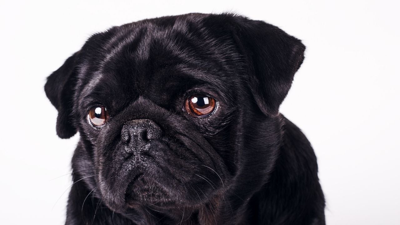 üzgün bir siyah köpek