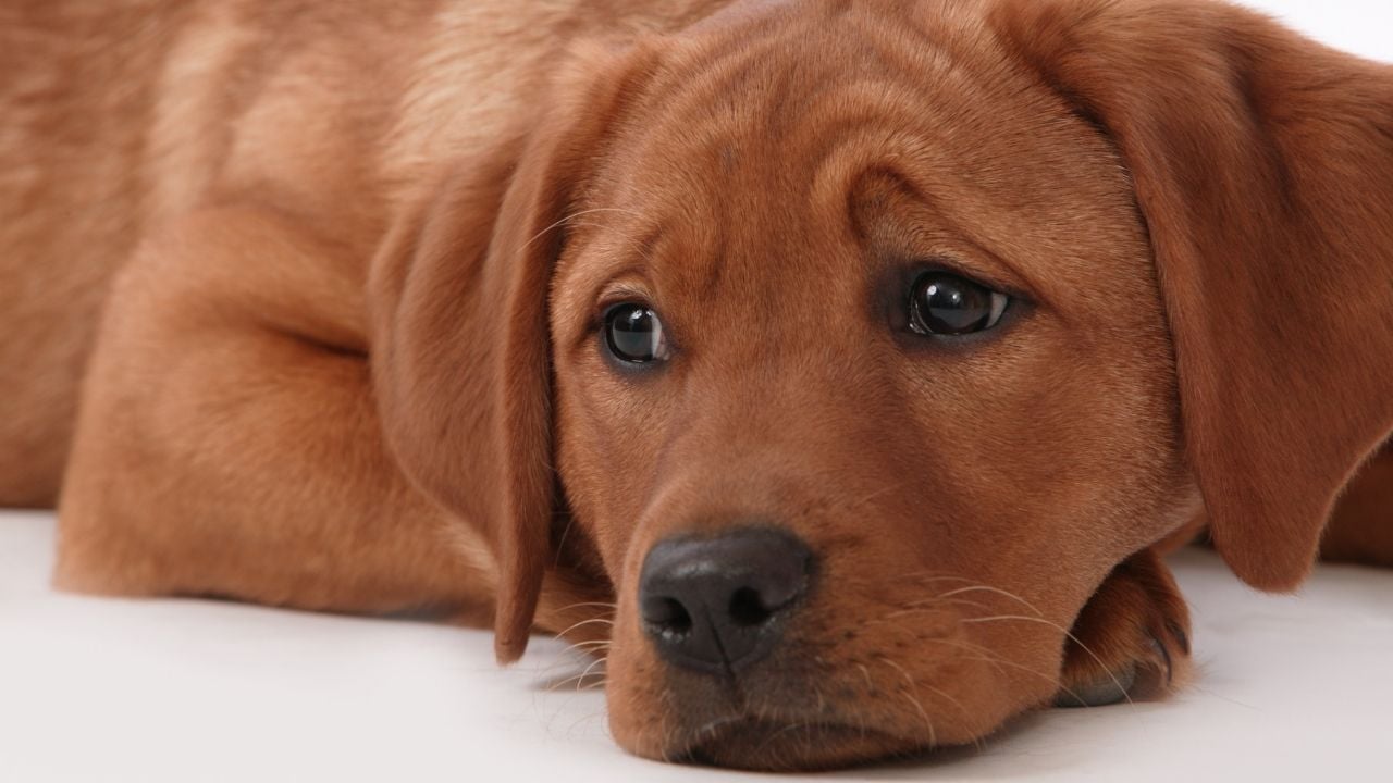 üzgün üzgün bakan bir köpek