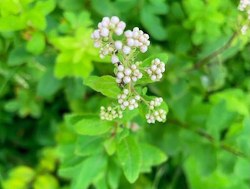 White Meadowsweet