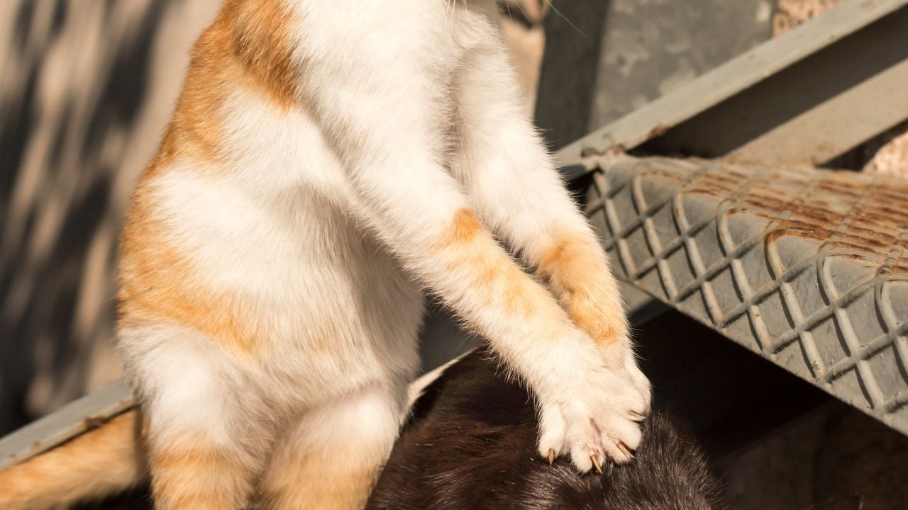 başka bir kediye masaj yapan sarman kedi