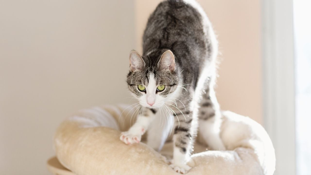 kedi masaj yapma hareketi