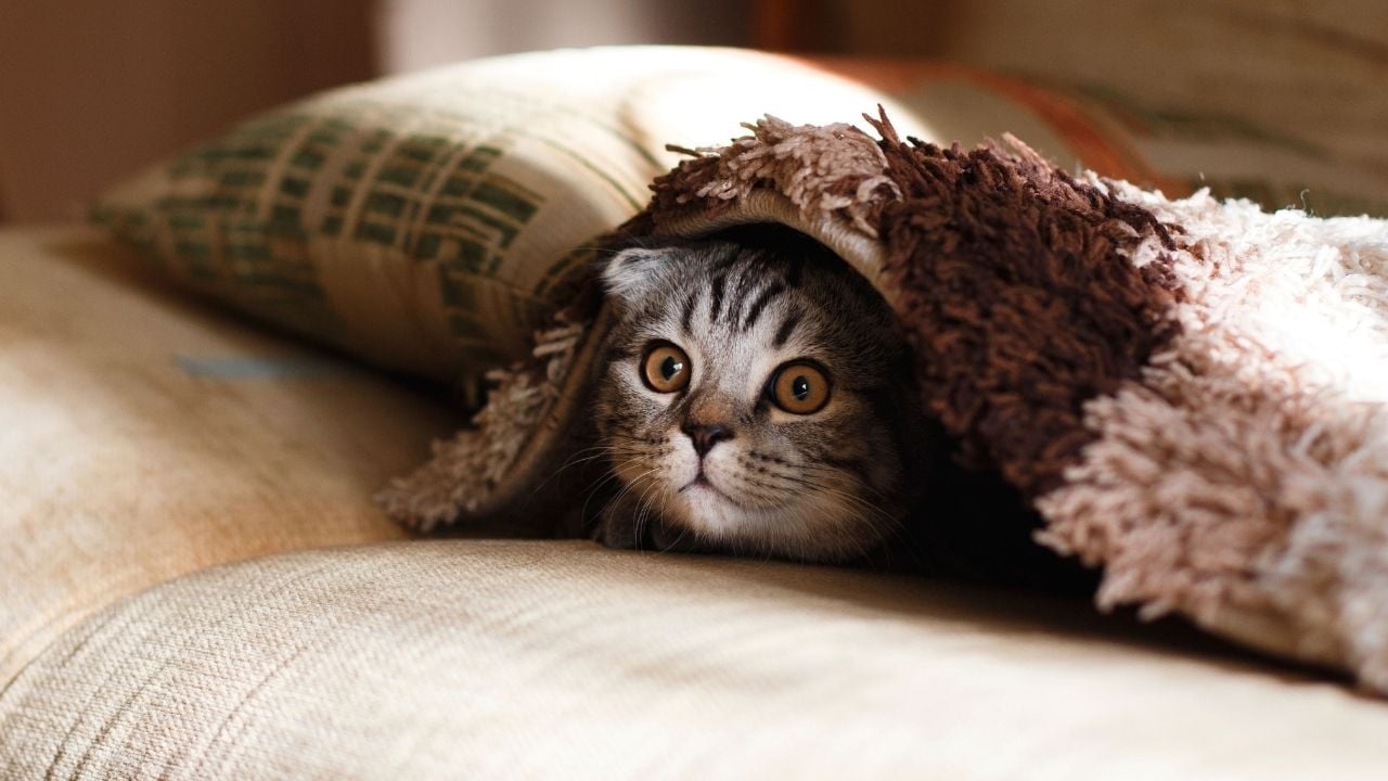yorgan altında yatan kedi