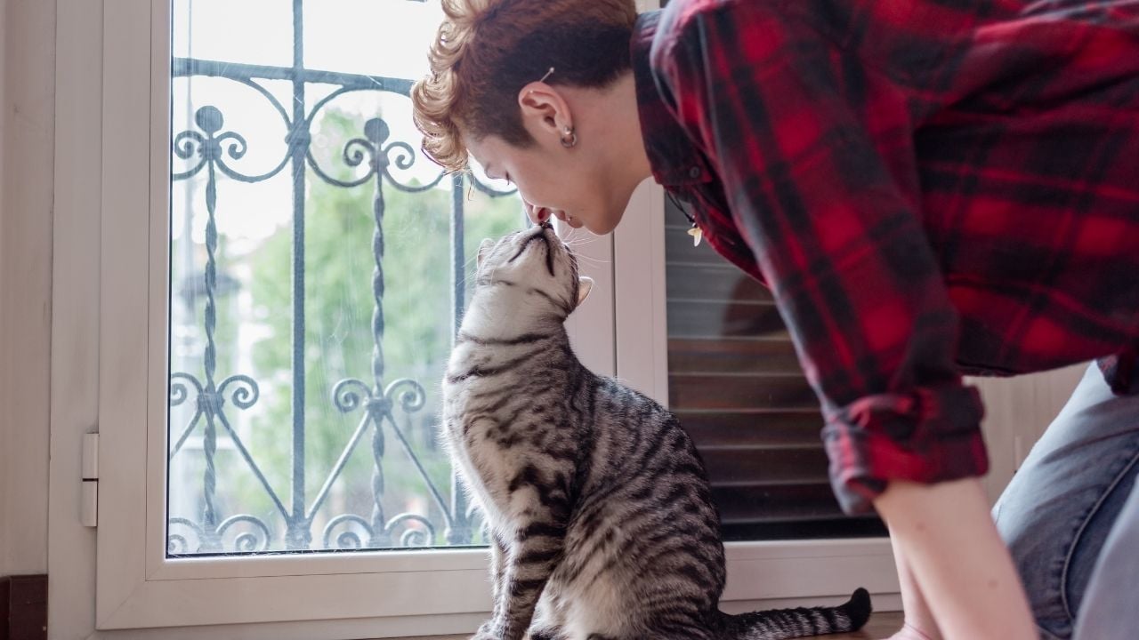 sahibine sevgi gösteren bir kedi