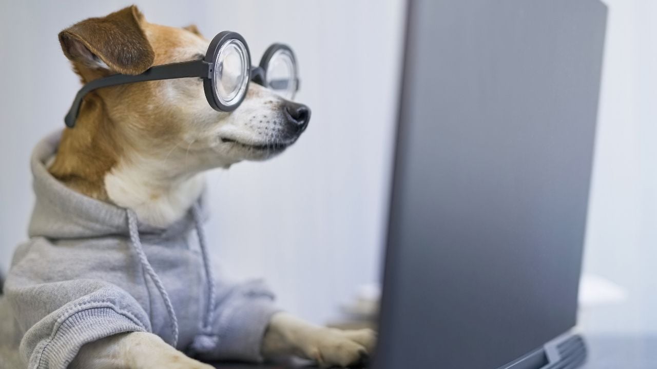 gözlüklü, bilgisayara bakan köpek