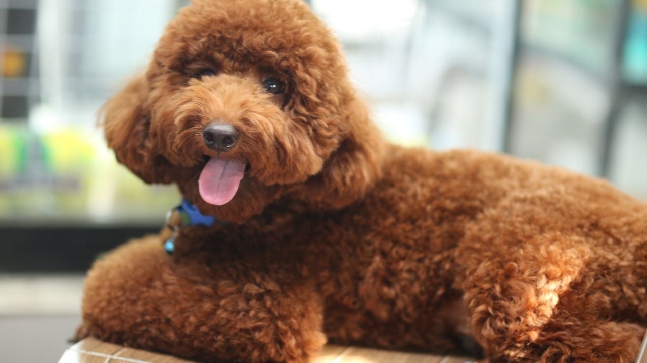 Poodle – Kaniş