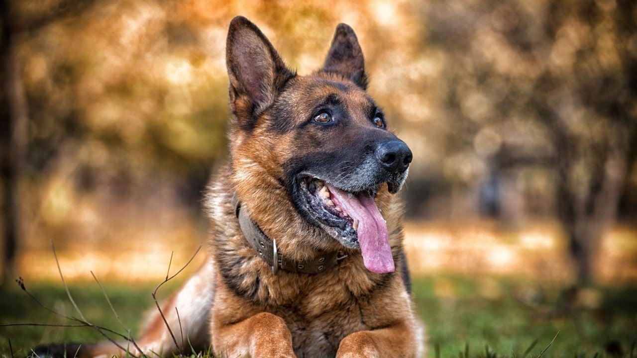 Alman Çoban Köpeği