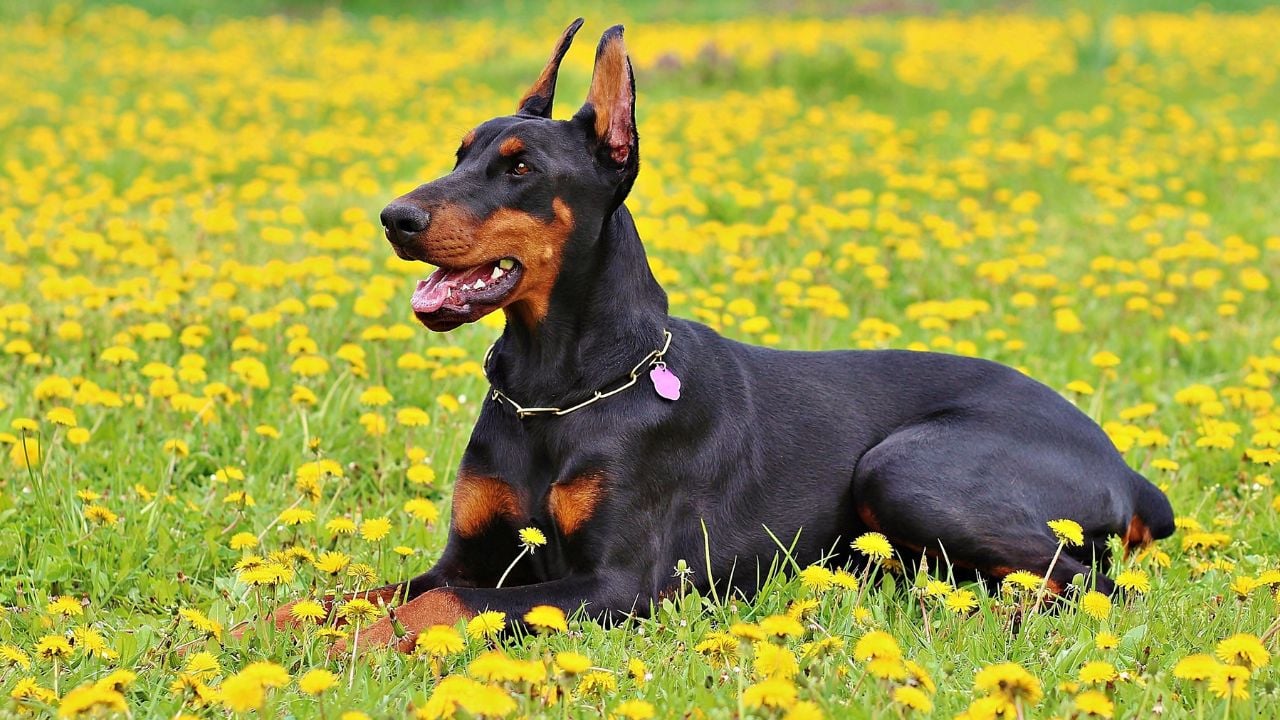 Doberman