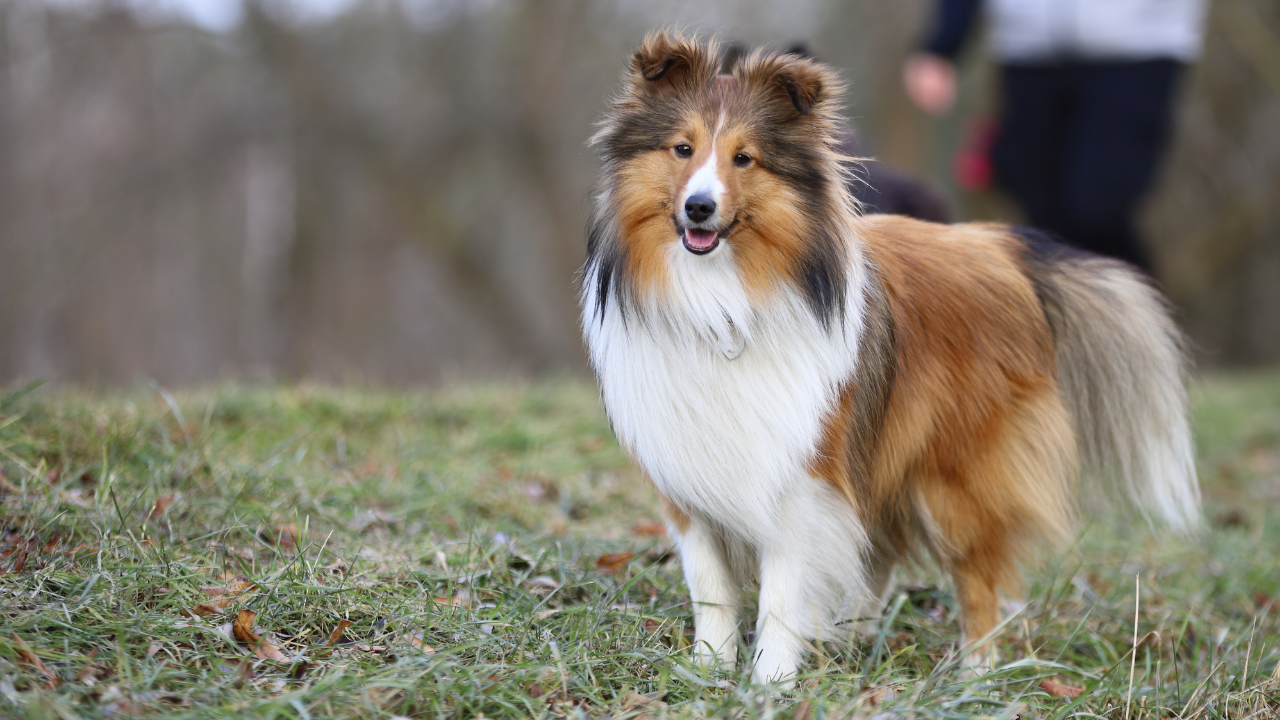 Shetland Çoban Köpeği