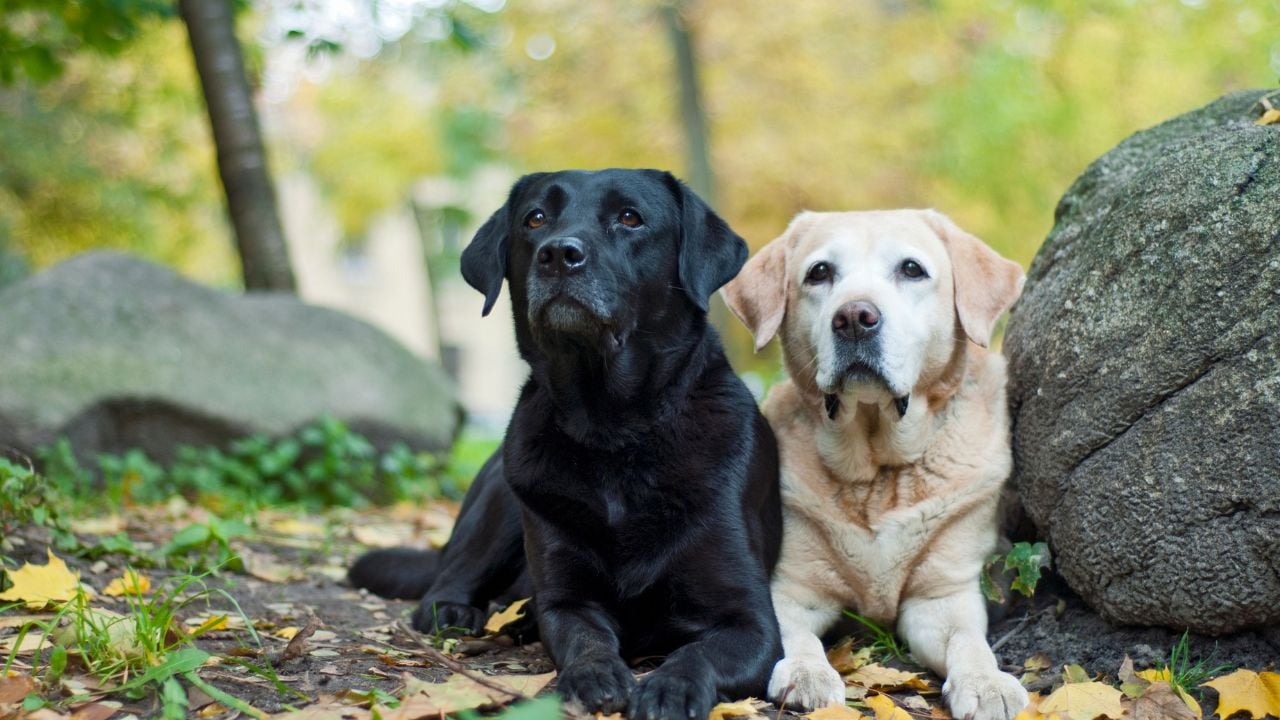 Labrador Retrieverlar