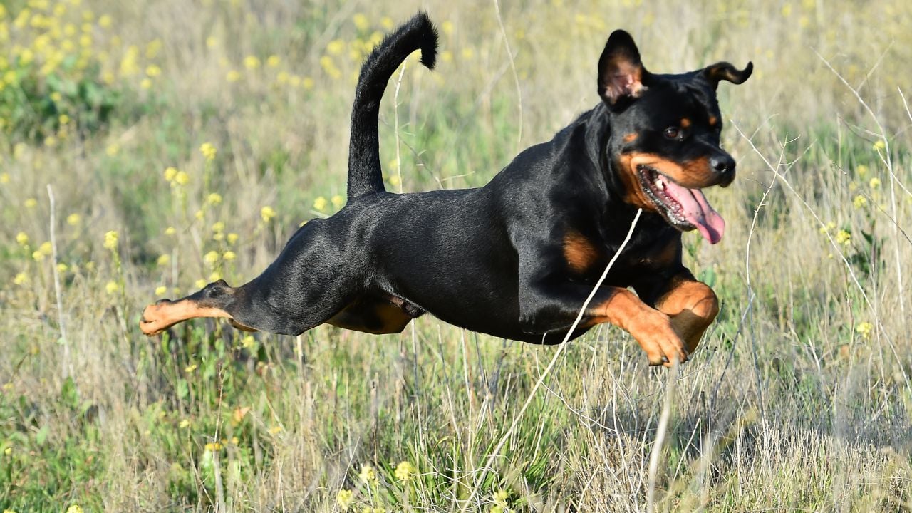 Rottweiler