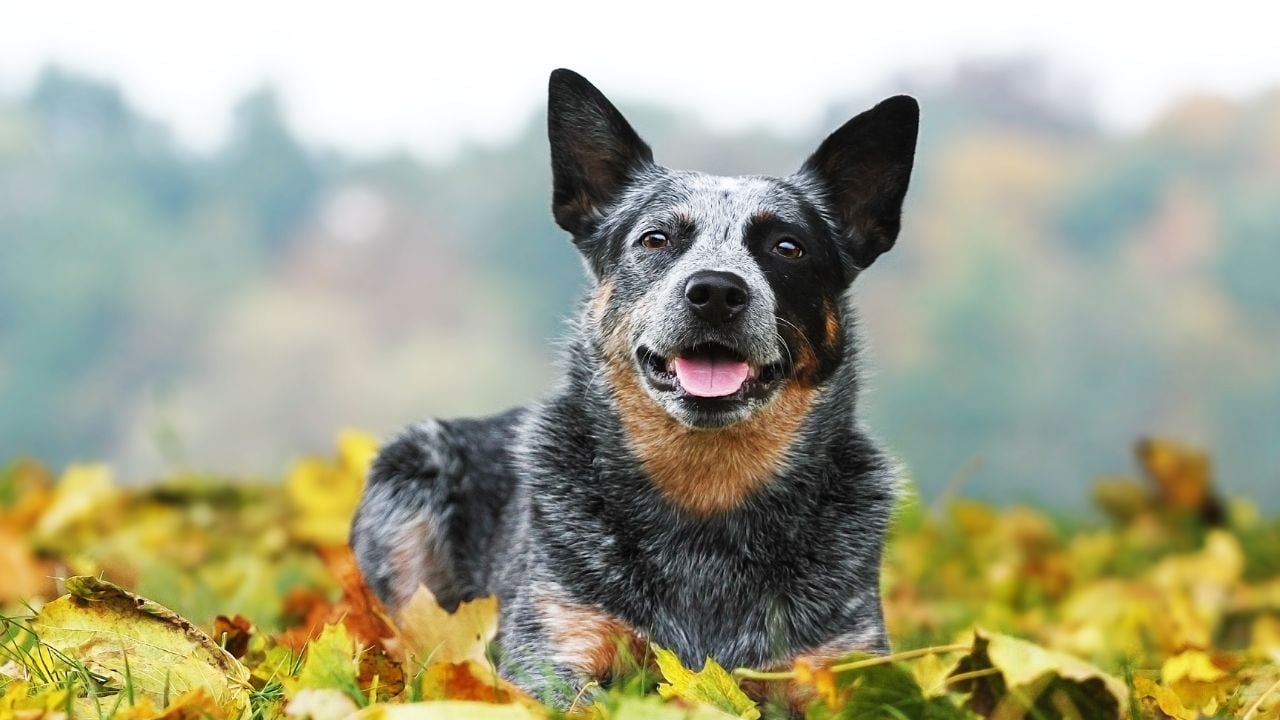 Avustralya Sığır Köpeği