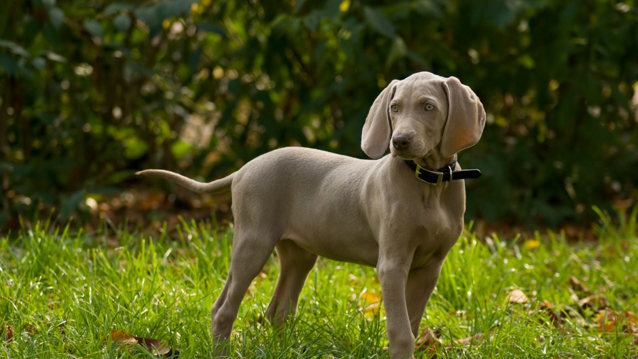 Weimaraner
