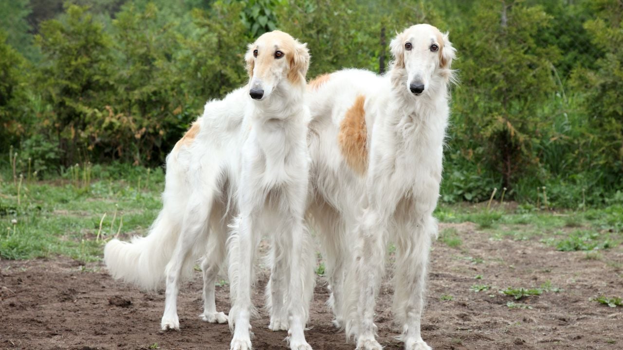 Borzoiler