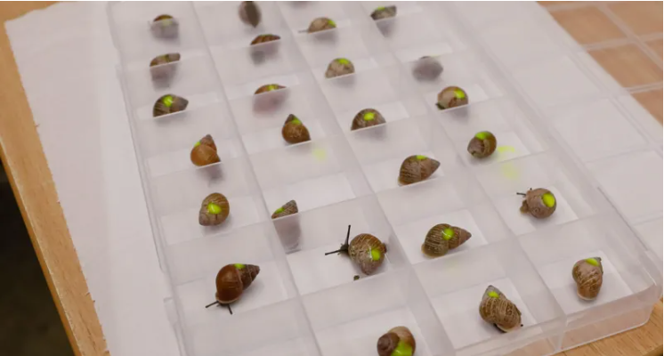 Edinburgh Zoo’s Partula Snails to Boost Population in French Polynesia