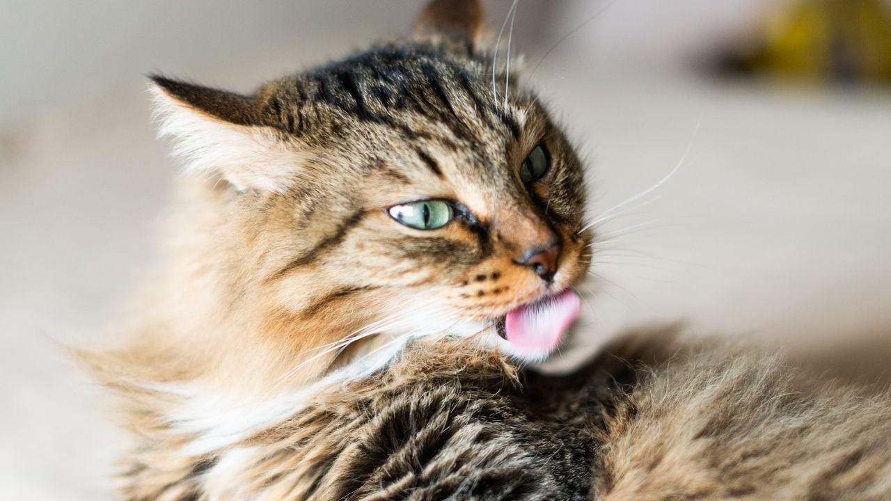kendini yalayarak temizleyen bir kedi