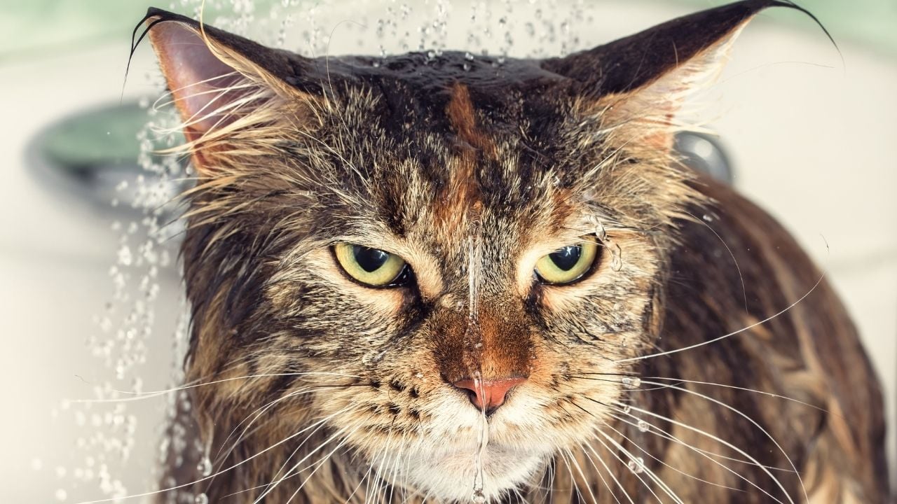 istemeyerek yıkanan bir kedi