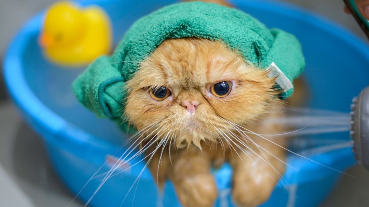 banyo yaptırılan bir kedi