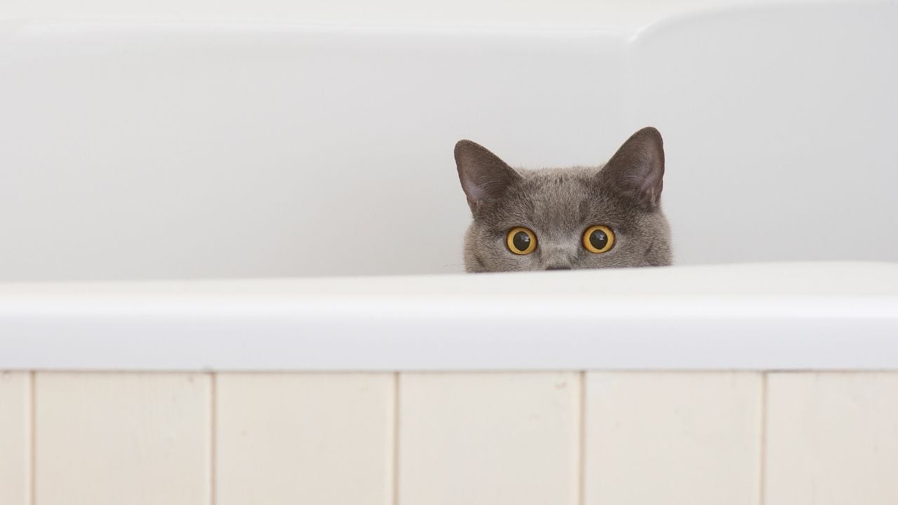 küvetten bakan bir kedi