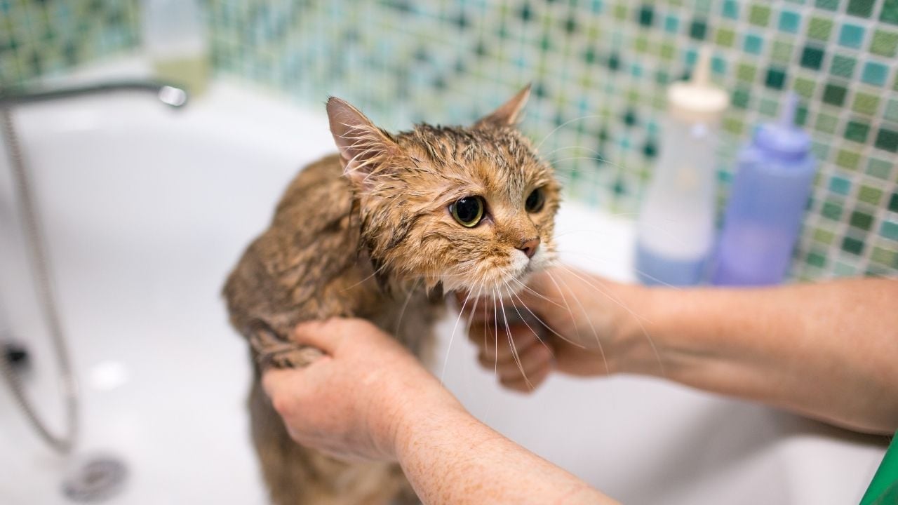 küvete konan bir kedi
