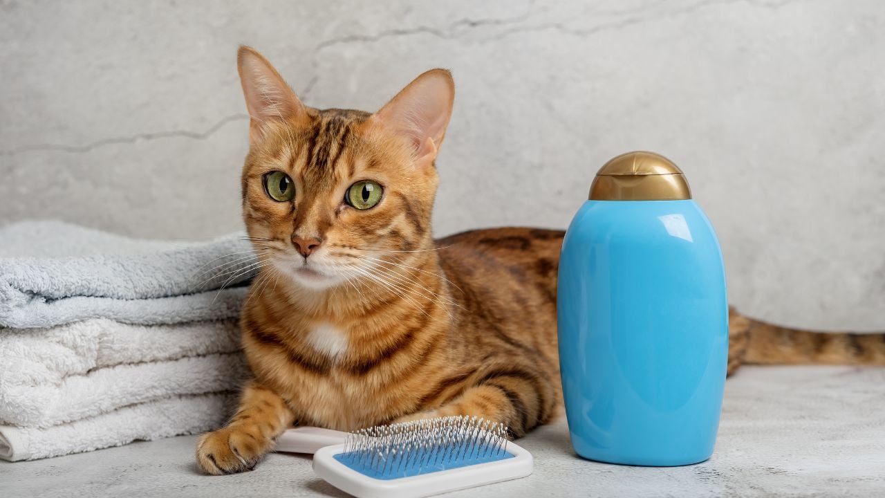 kedi ve kedi yıkama ürünleri