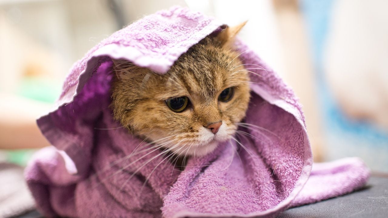 yıkama sonrası kurulanan bir kedi