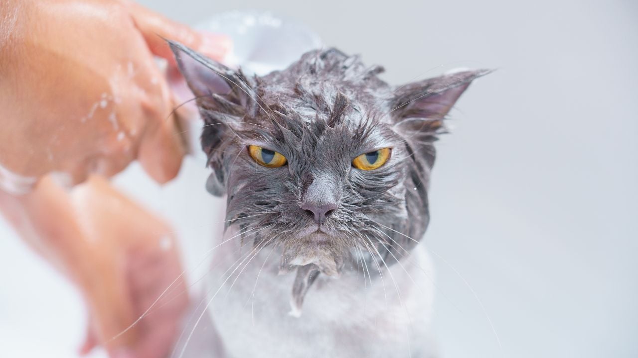 yıkanan bir kedi