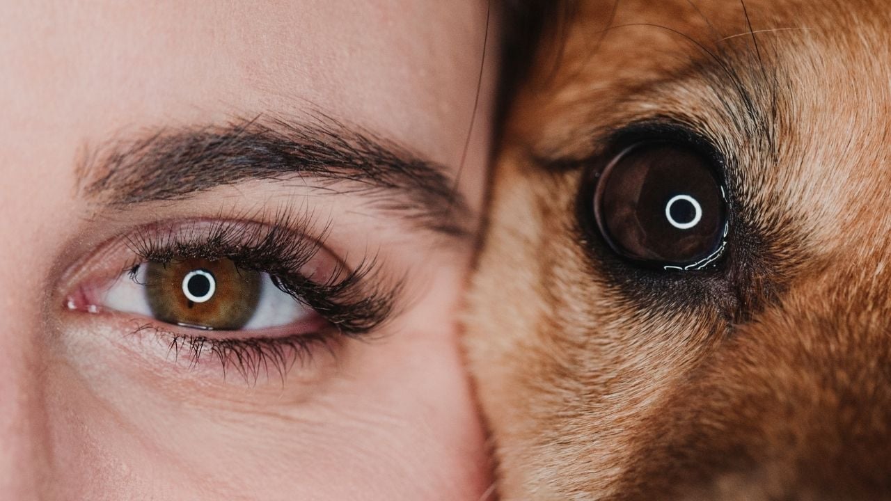 köpek ve insan gözü yan yana