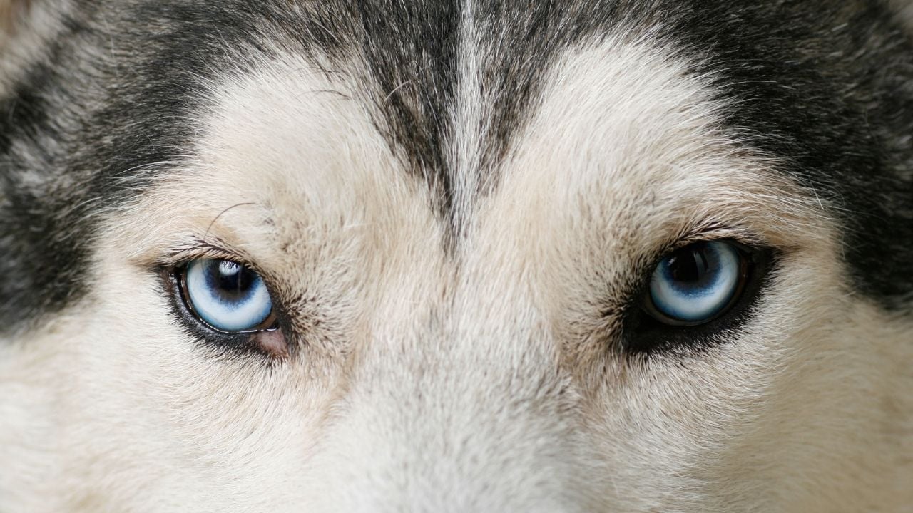 husky gözleri