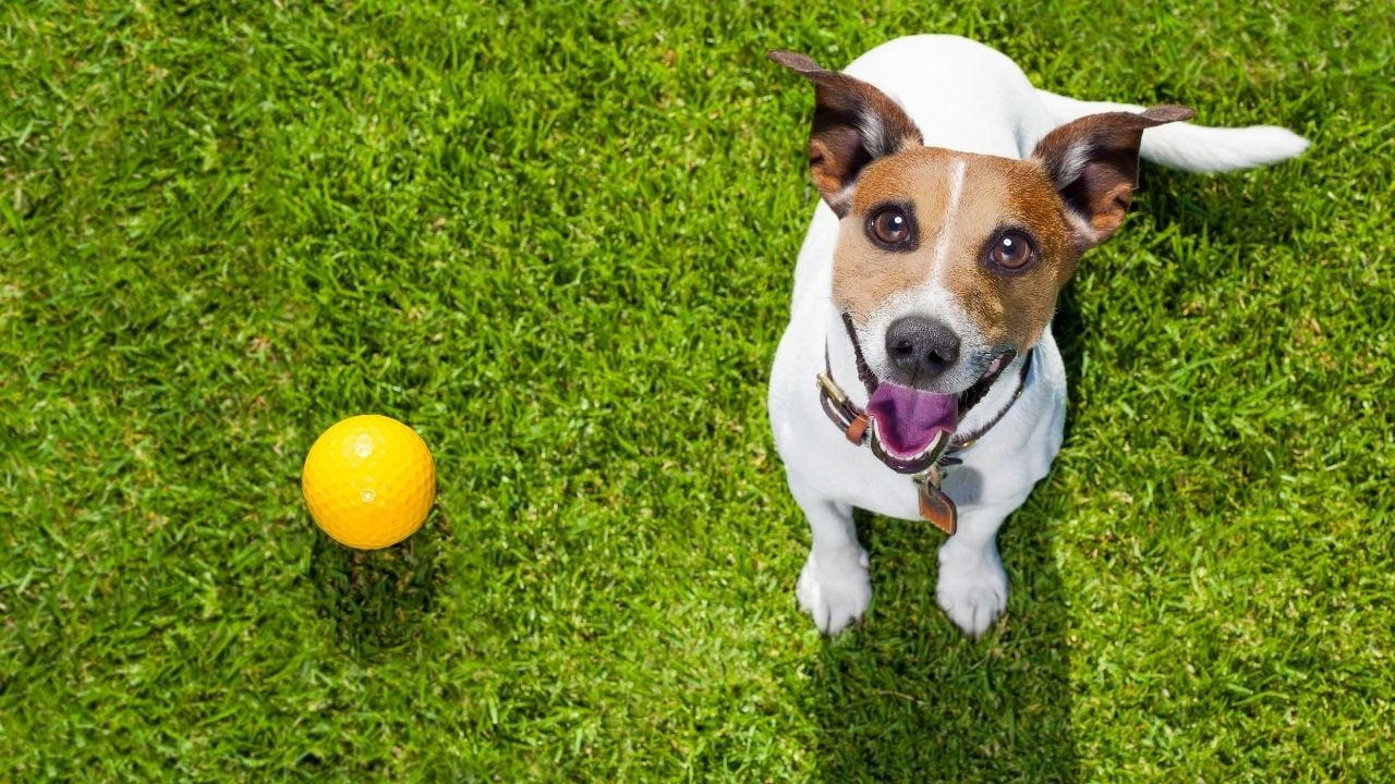 sarı topu ve bir köpek