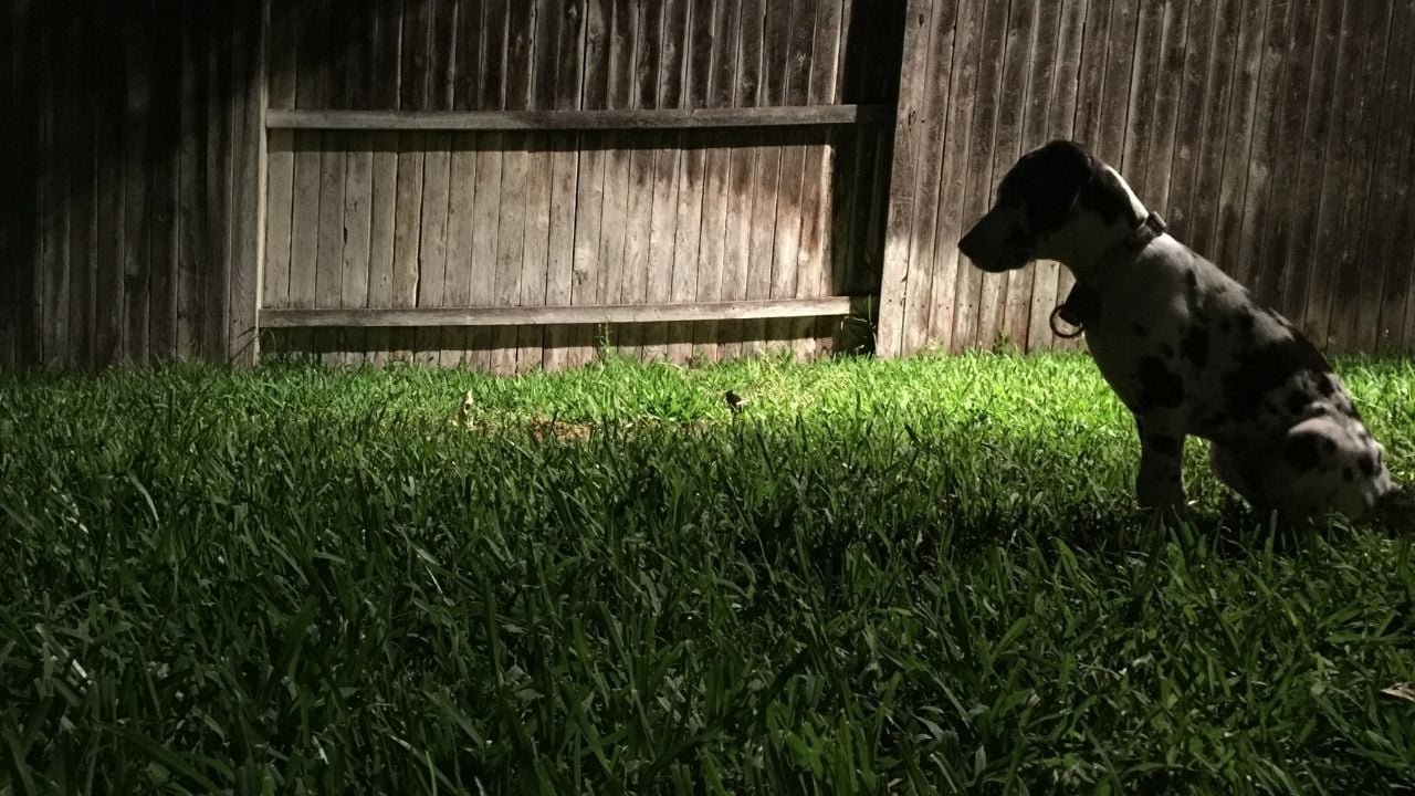 gece oturan bir köpek