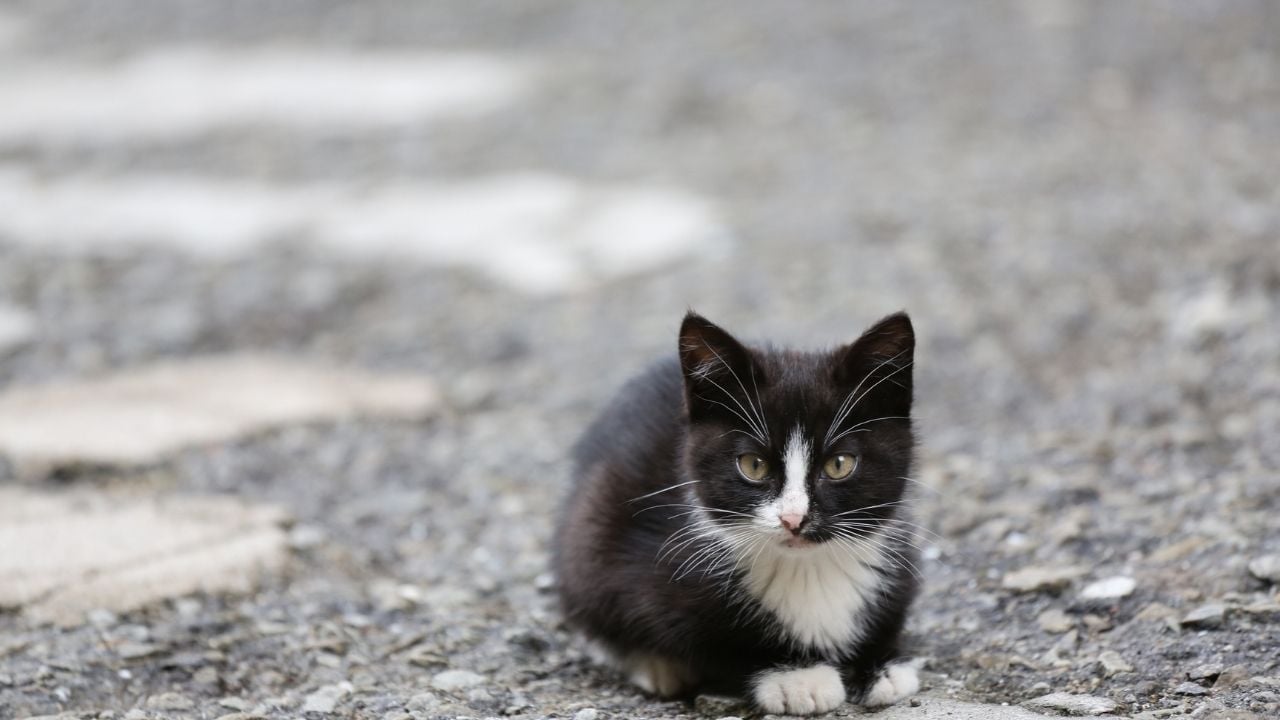 yavru smokin kedi