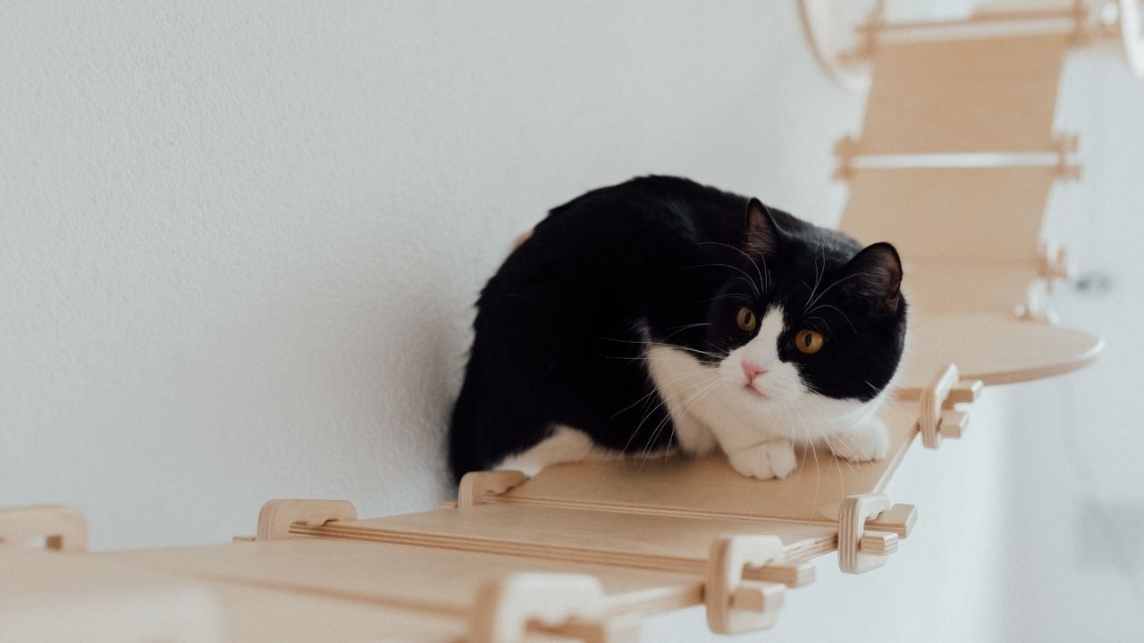 köprüsünde duran smokin kedi