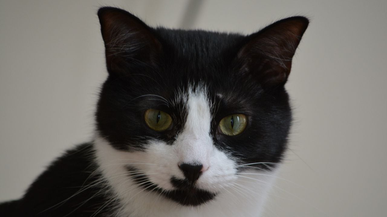 yeşil gözlü smokin kedi