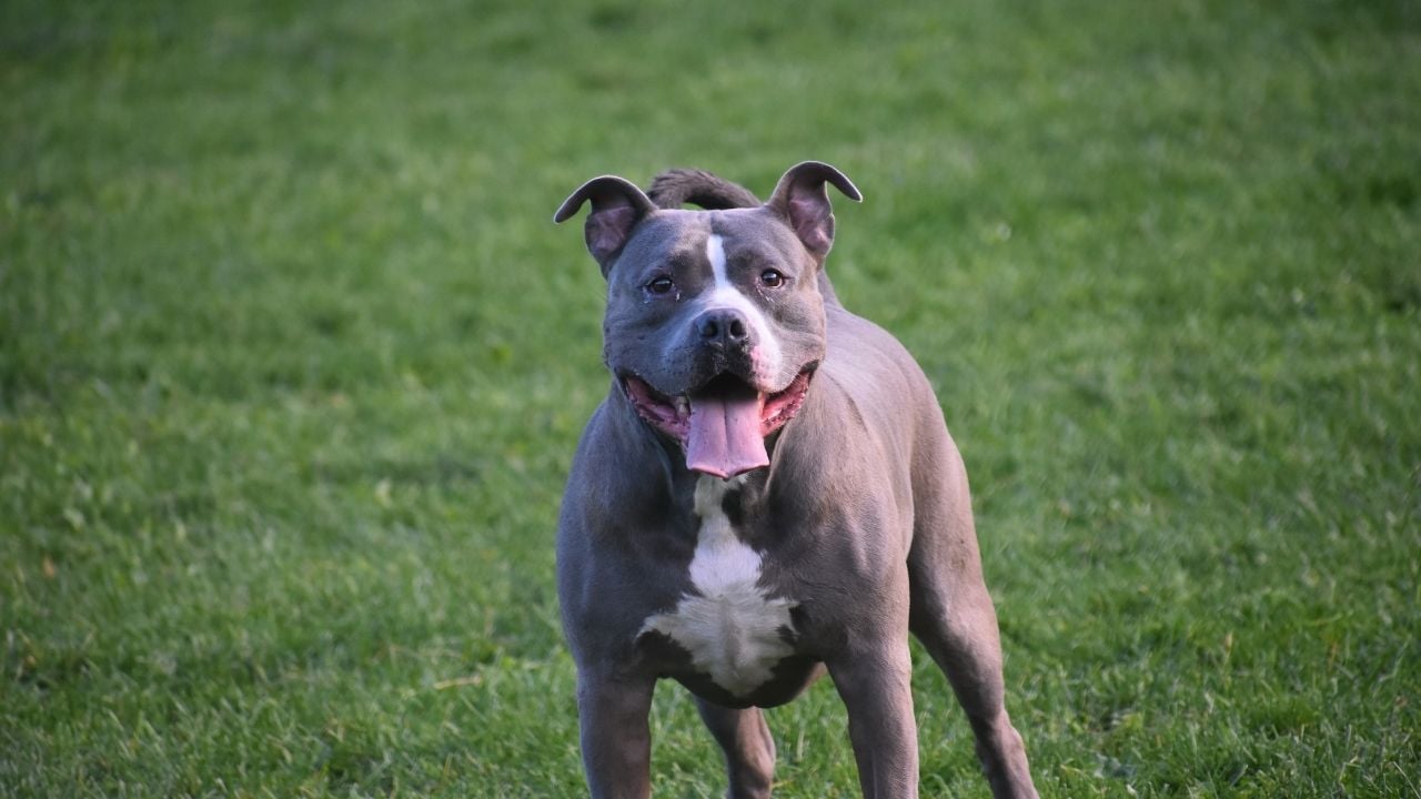 gri pitbull