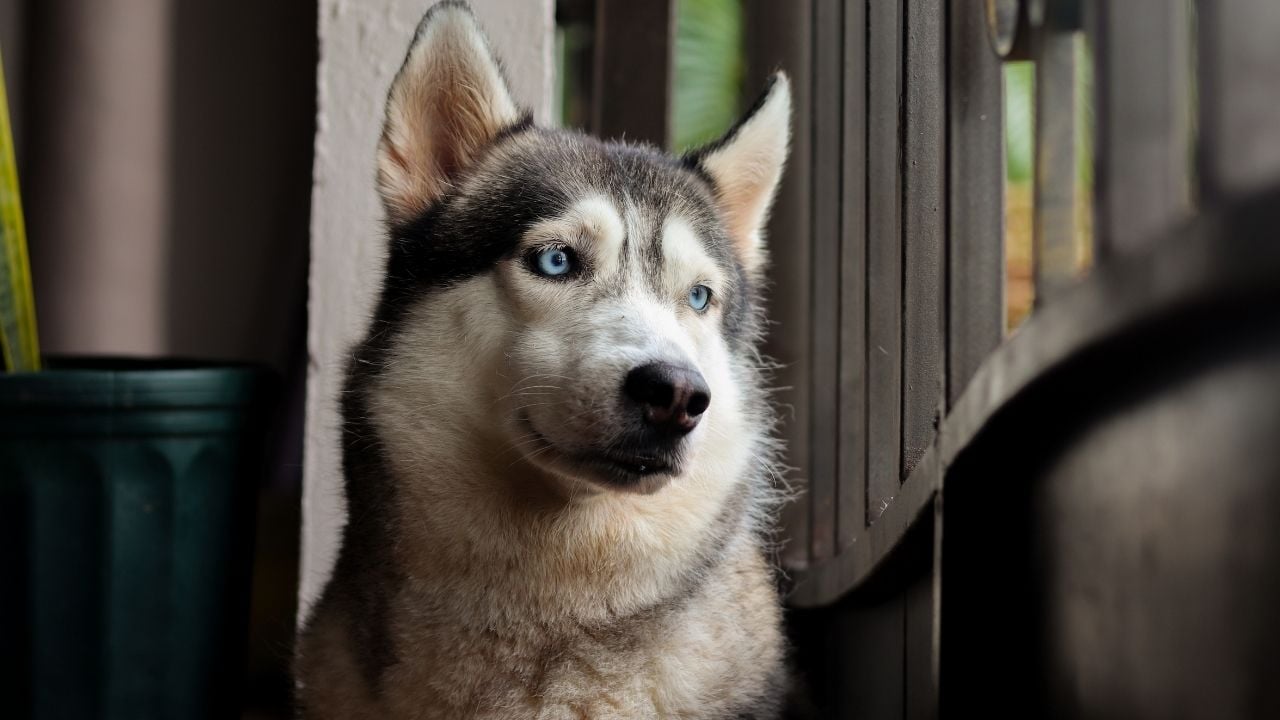 gri husky