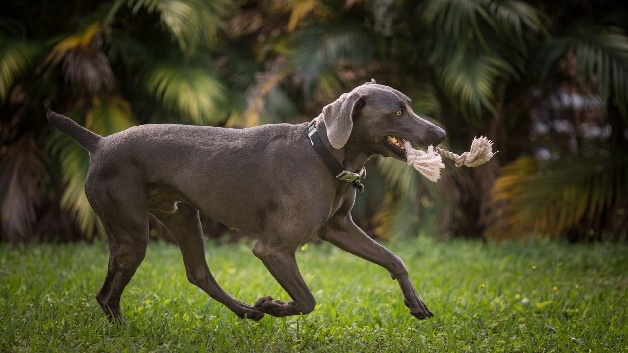 gri Weimaraner