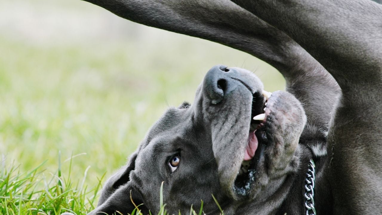 yerde yatan gri köpek