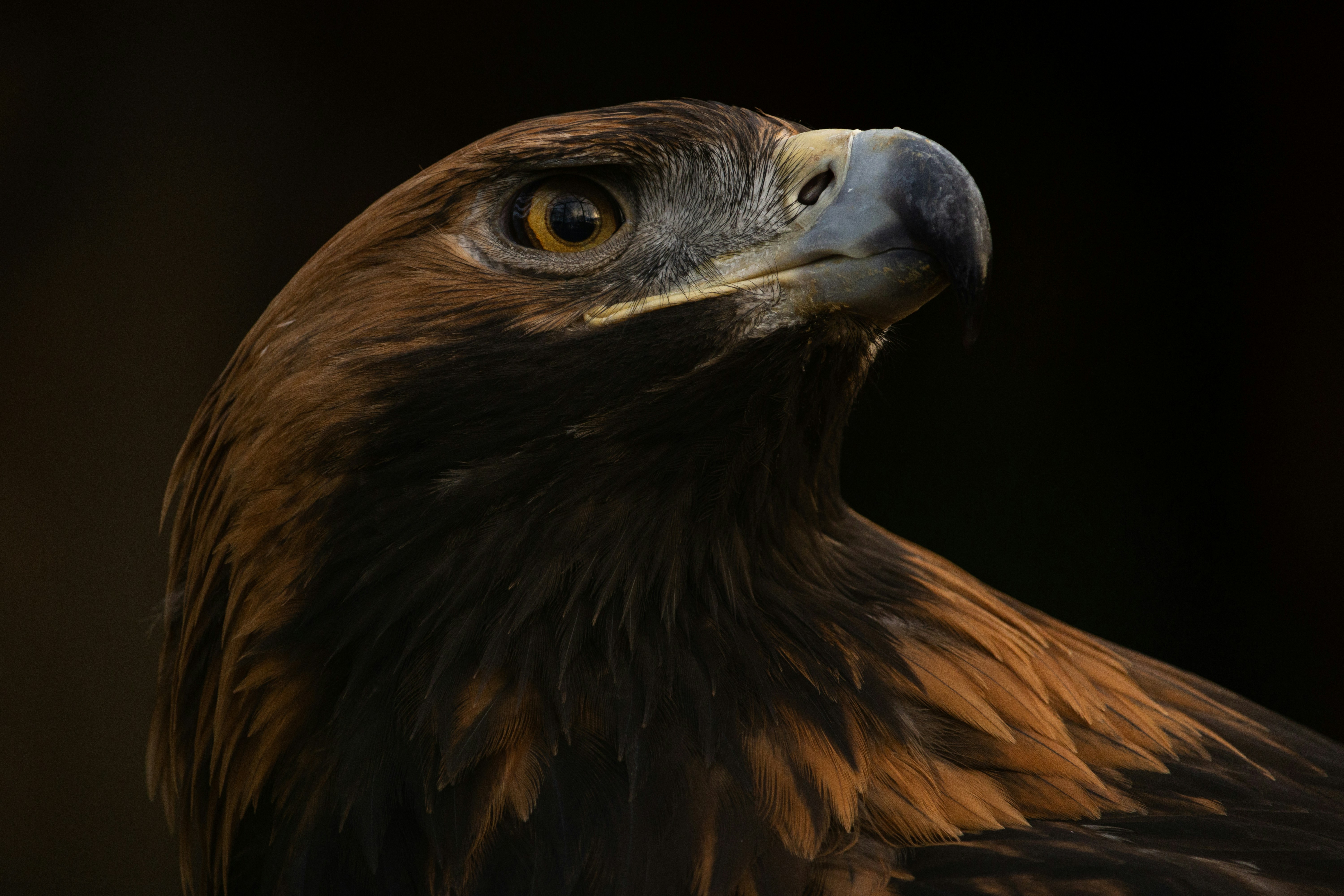 Bird API written in Golang [Code to Containerization, CI/CD Pipelines, Deployed AWS Infra with Kubernetes and Monitoring ]