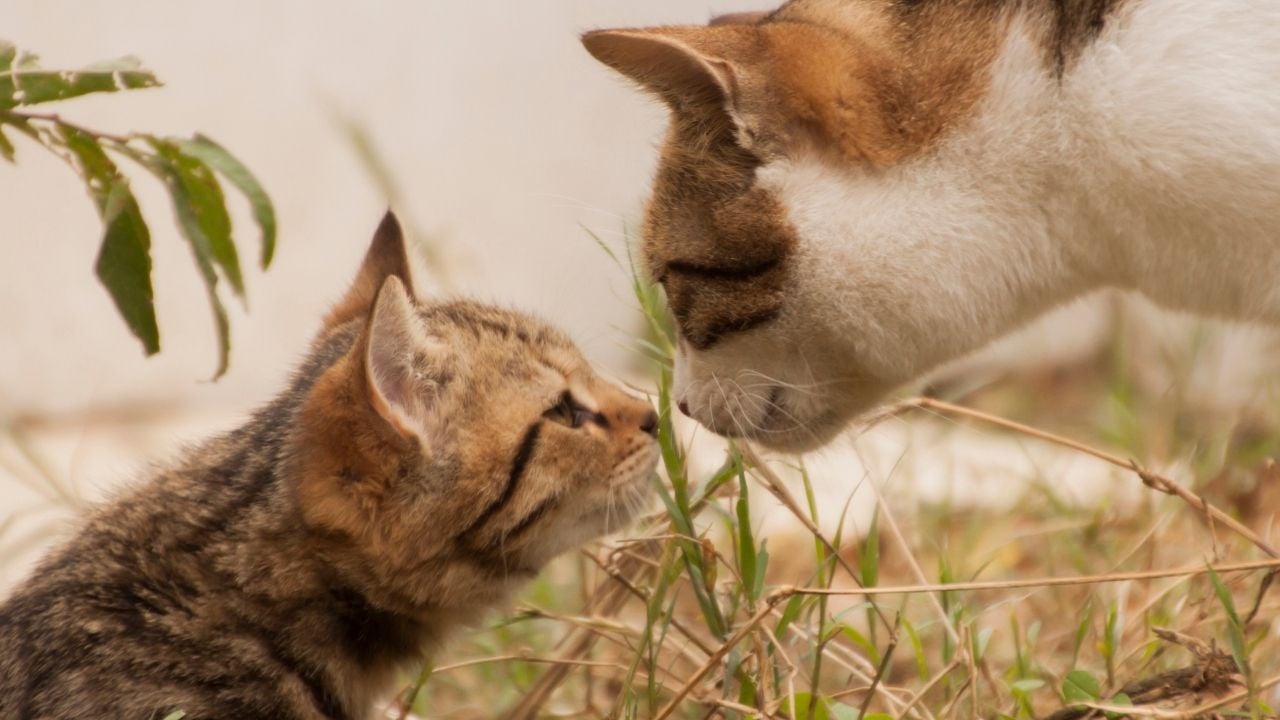 yavru kedi ve anne kedi bakışıyor