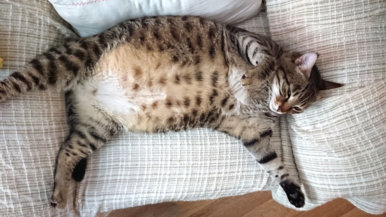 hamile kedi koltukta yatıyor