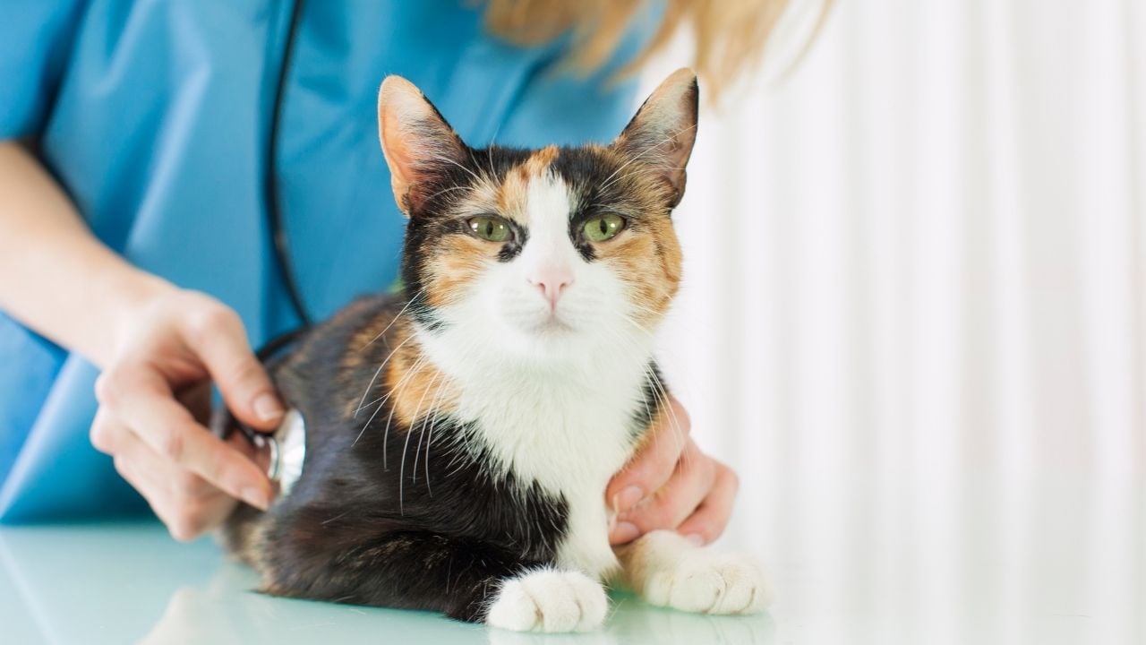 veterinerde bir kedi